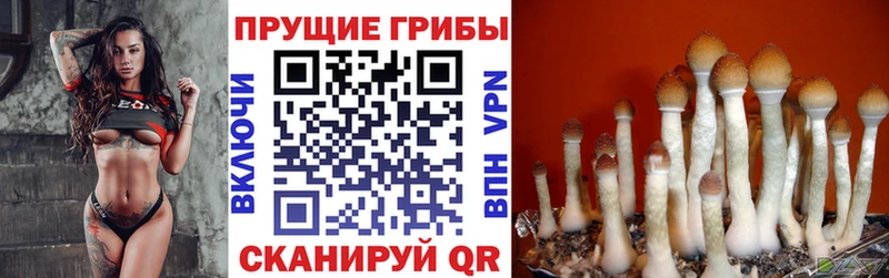 Псилоцибиновые грибы Psilocybine cubensis  Купить  Перевоз 
